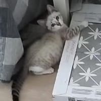 Zutraulicher, junger Kater Mc Eyes, Kater zur Adoption