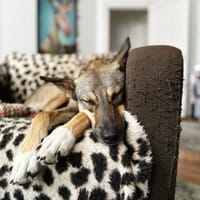 smarte, junge Hündin,Frida sucht Zuhause, Hündin zur Adoption