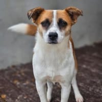 Wunderschöne Kiki sucht Familie 😍, Hündin zur Adoption