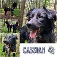 CASSIAN * Schmusekatze im Hundekostüm, Hund zur Adoption