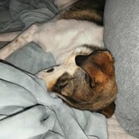 Adam - vorsichtiger Junghund, Hund zur Adoption