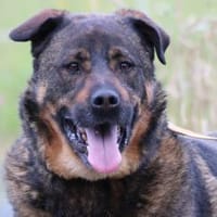 Yona - ein echter Prachtkerl!, Hund zur Adoption