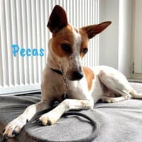 NOTFALL! Pecas rennt die Zeit davon!!, Hund zur Adoption