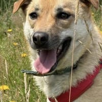 Die niedliche Cassy!, Hündin zur Adoption
