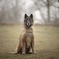 Darius - gerettet und bereit für Zuhause, Hund zur Adoption