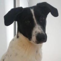 Patna, geb. ca. 06/2022,  56642 Kruft, Hündin zur Adoption