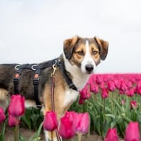 Dilani ist ein sanftes Hundemädchen, Hündin zur Adoption