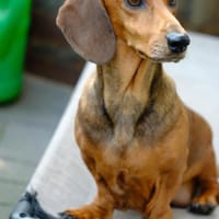 Sanfte Gizzi in 25436 Tornesch, Hündin zur Adoption