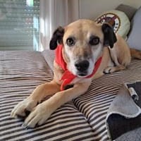Jopp, verschmuster Kerl, 7J 85646, Hund zur Adoption