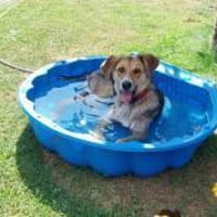 Danesa sucht liebevolles Zuhause, Hündin zur Adoption
