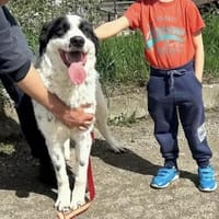 JACKSON in 91580 Petersaurach 🆘🙏, Hund zur Adoption