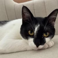 Felia, lebensfrohe Kätzin, ca. 1 Jahr 86, Katze zur Adoption