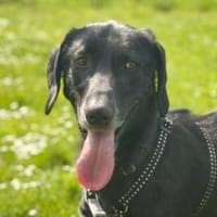 Toller Matt wartet in Frankfurt, Hund zur Adoption