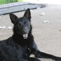 Liebe Ajsa in 44793 Bochum, Hündin zur Adoption
