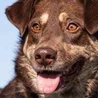 Tommy ist ein hübscher Bub 🐾, Hund zur Adoption