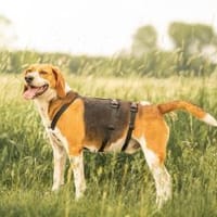 Rooky, Hund zur Adoption