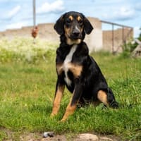 Sam - Traum vom eigenen Körbchen, Hund zur Adoption