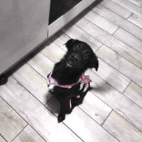 Hanuta ist eine zarte Prinzessin 🐾, Hündin zur Adoption