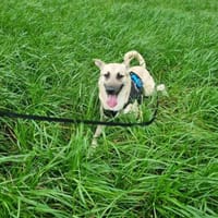 Lea ist eine Schönheit 🐾, Hündin zur Adoption