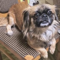 Peanut, Hund zur Adoption