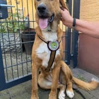 HSH-Mix-Lady♥Suvi♥63911 Klingenberg/Main, Hündin zur Adoption
