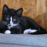 Elliot, Kater zur Adoption