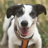 Bonnie  kleine Hündin mit großem Herzen, Hund zur Adoption