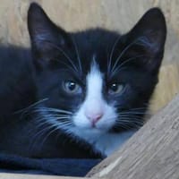 Kitte Elmar, Kater zur Adoption