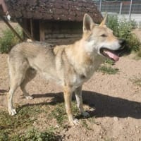 Cody  ein faszinierender Tschechoslowak, Hund zur Adoption