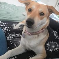 Hübsche Schmuse-BAILEY passt auf....., Hündin zur Adoption