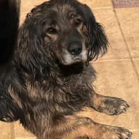 Joyce, Hündin zur Adoption