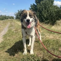 Don - möchte sein Potenzial entfalten, Hund zur Adoption