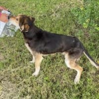 Helen 62 cm (Pflegestelle), Hündin zur Adoption
