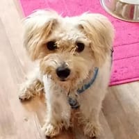 Leo 1-2 Jahre Bichon pudel mix ca 35 cm, Hund zur Adoption