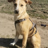 Fiete  neugieriger Junghund, Hund zur Adoption