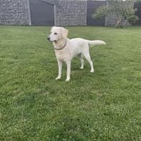 Hope, eine freundliche labi mix Hündin, Hündin zur Adoption