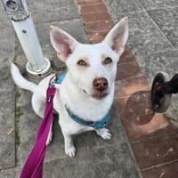 Daizy, Hündin zur Adoption