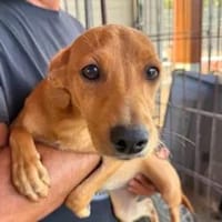 CANDELA - ab September auf Pflegestelle, Hündin zur Adoption