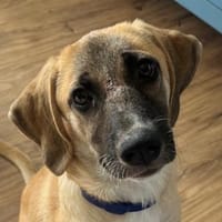 Electra, geb. ca 03/3025, 69190 Walldorf, Hündin zur Adoption