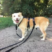 Xina- möchte wieder glücklich werden, Hündin zur Adoption