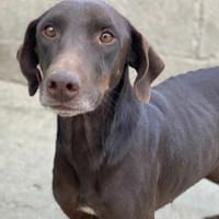 Zurückhaltende Lana, Hündin zur Adoption