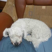 Tristan, Senior sucht Residenz, Hund zur Adoption