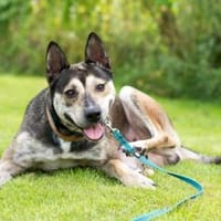 Shuri - tolle Familienhündin, Hündin zur Adoption