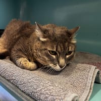 Lola, chatte à adopter