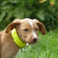 MARCUS, chien à adopter