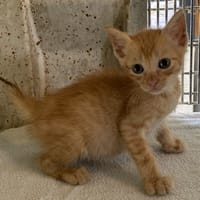 TIFA, chat à adopter