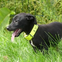 RYDER, chien à adopter