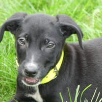 TUCK, chien à adopter