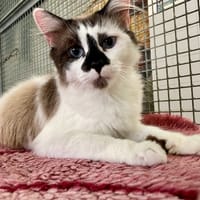 ROGERIO, chat à adopter