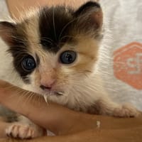 FATI, chatte à adopter